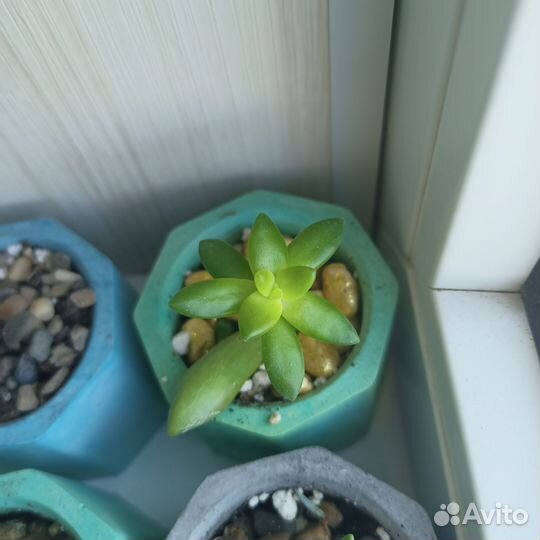 Кактусы и суккуленты