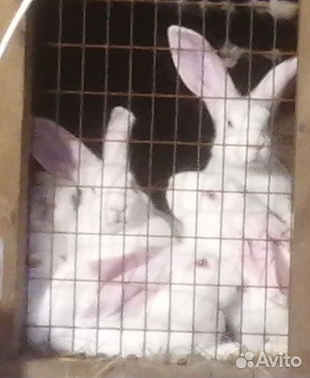 Кролики Белый Паннон