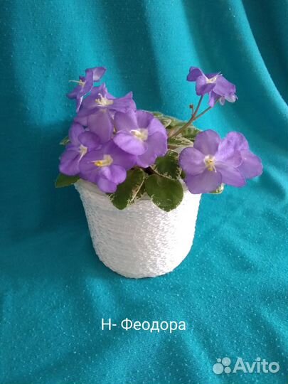 Фиалки мини, п/м