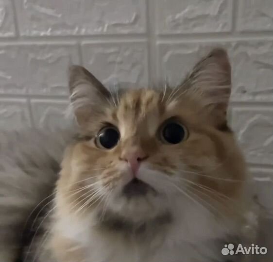 Молодая кошечка Марта