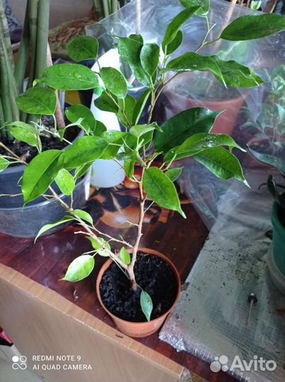 Сансевьерия, фикус Бенджамина,сциндапсус голден