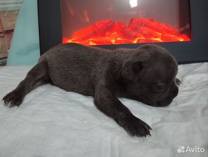 Французский бульдог щенки