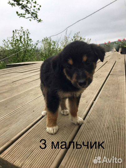 Щенки в дар