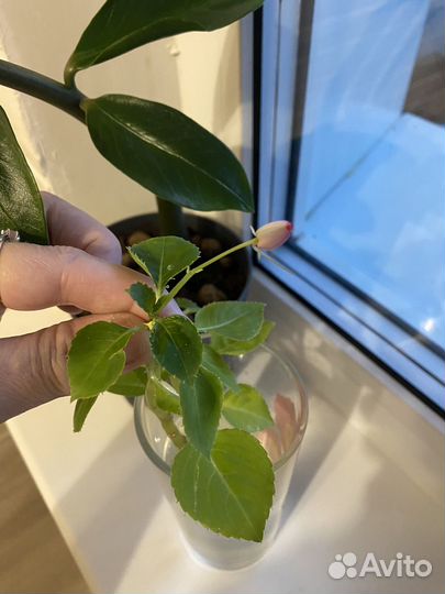 Долларовое дерево