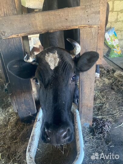 Корова на мясо