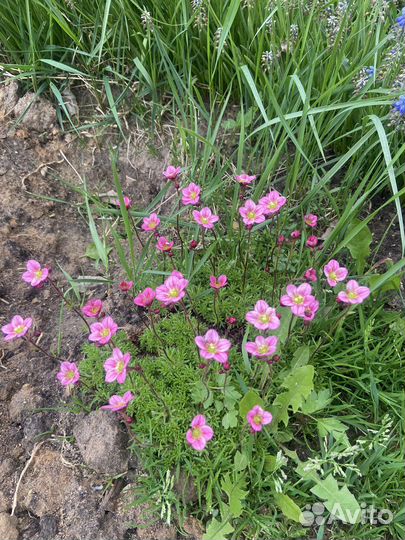 Камнеломка красная