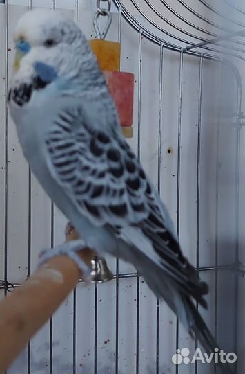 Попугаи ввп чехи