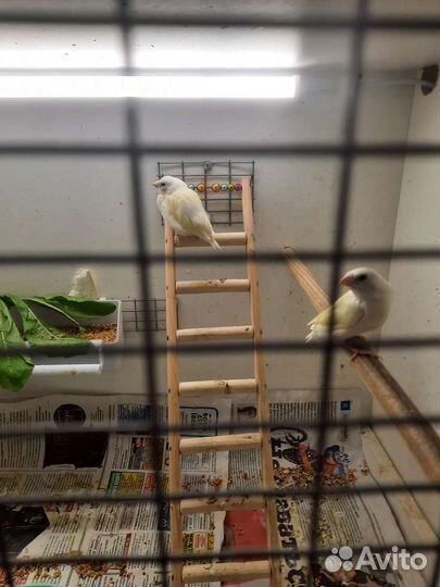 Амадины Гульда