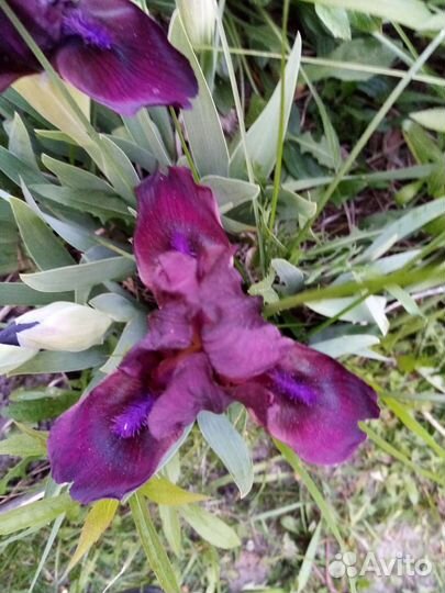 Ирисы карликовые, хризантемы