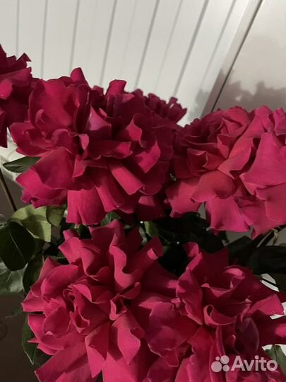 Чувашская роза