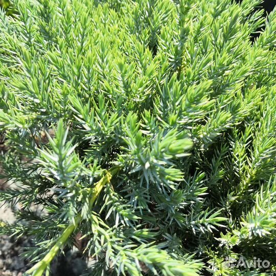 Можжевельник Блю Карпет