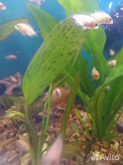 Цихлиды розовые фламинго 3 мес