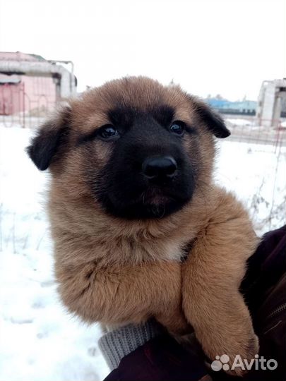 Собаки щенки бесплатно