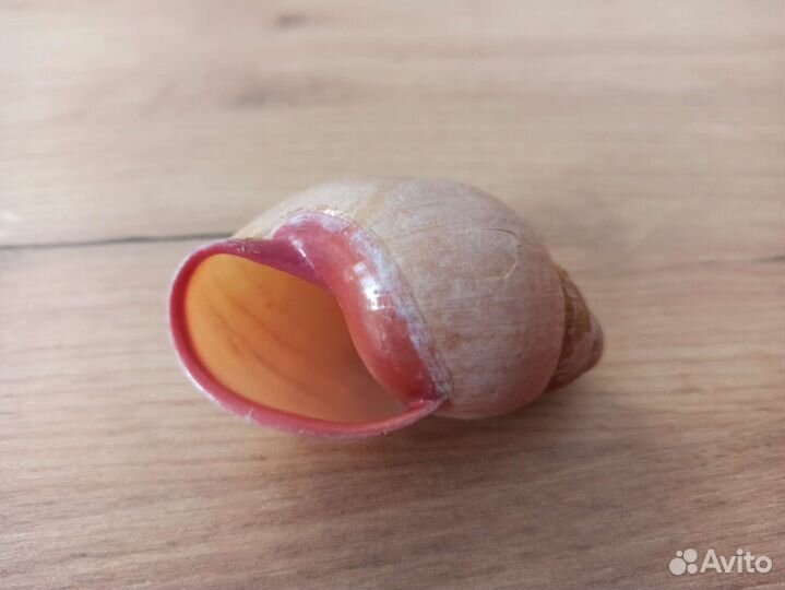 Морская раковина