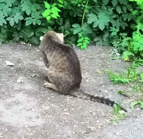 Отощавший на улице кот кожа да кости