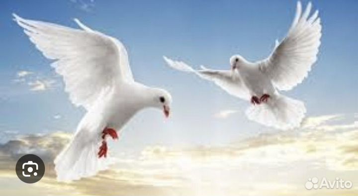 Продажа голубей
