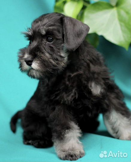 Цвергшнауцер