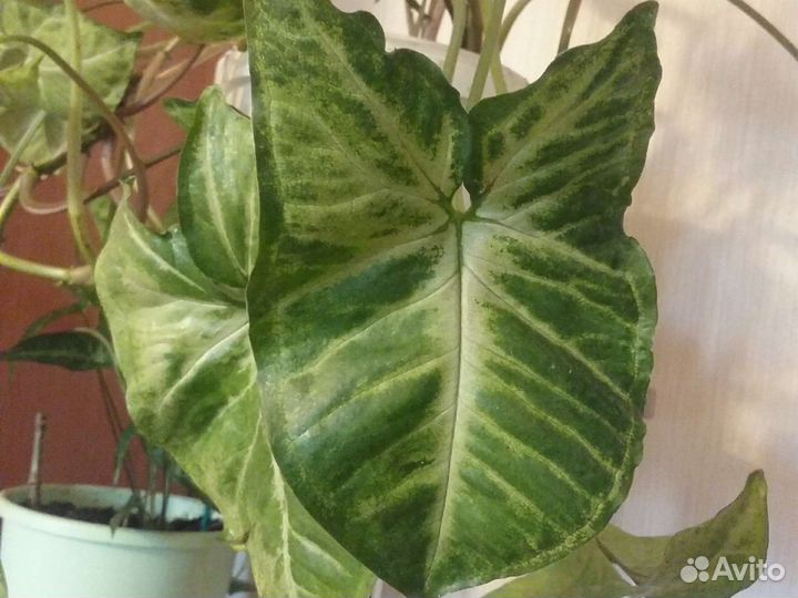 Сингониумы, калатеи