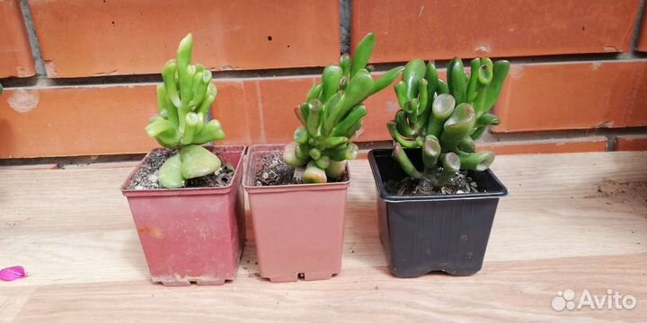 Крассула толстянка