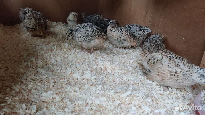 Перепелки несушки