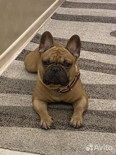 Французский бульдог кобель вязка