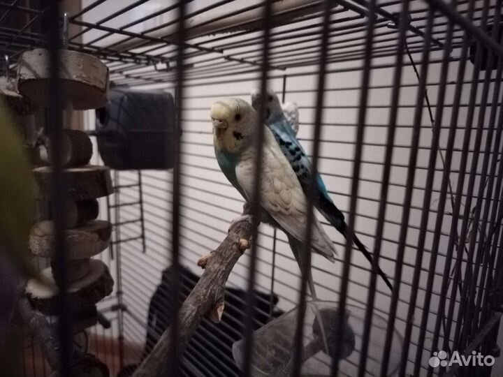 Волнистые попугаи с клеткой