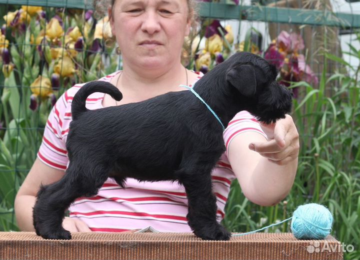 Цвергшнауцера супер щенки из элитного питомника