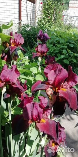 Многолетние цветы саженцы