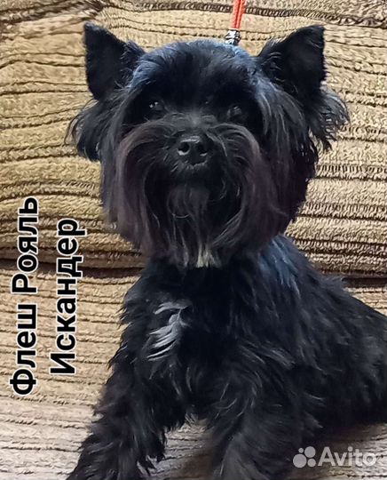 Черные йорки