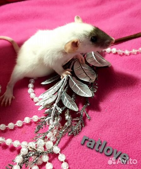 Крысята дамбо редкие маркировки,мальчики