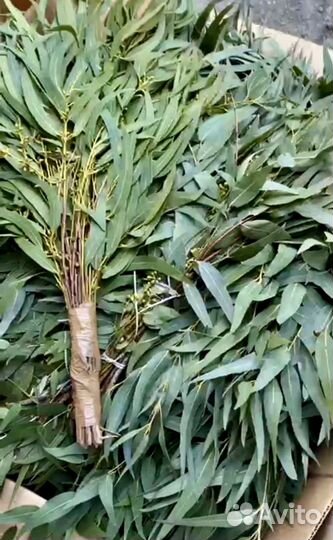 Эвкалипт оптом