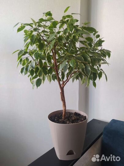 Фикус пёстрый