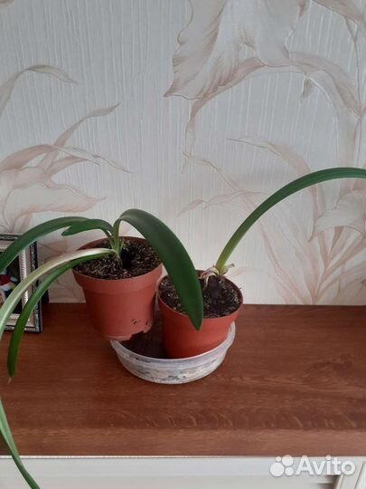 Комнатные цветы