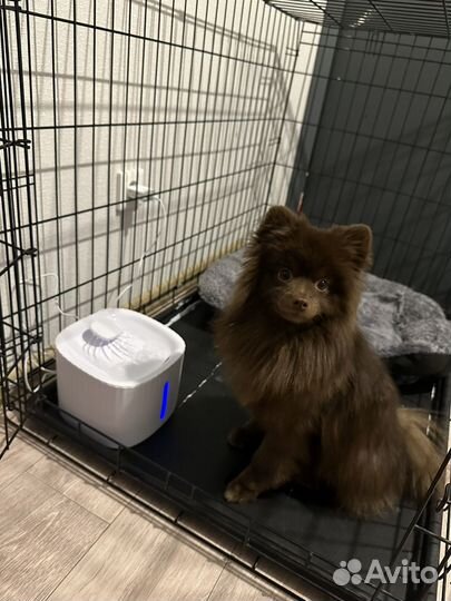 Шпиц кобель вязка