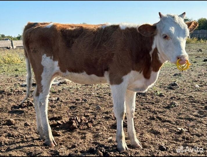 Телята телочки