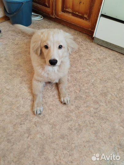 Щенки помесь