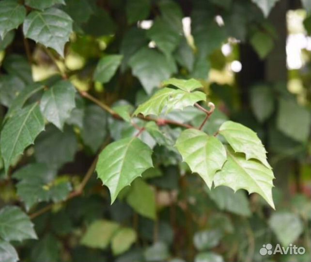 Циссус (берёзка) домашнее растение, цветок