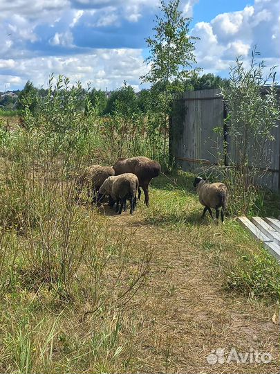 Курдючные бараны, гисар