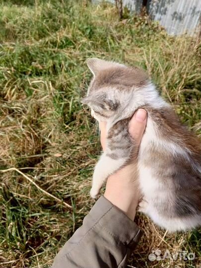 Котята отдам бесплатно