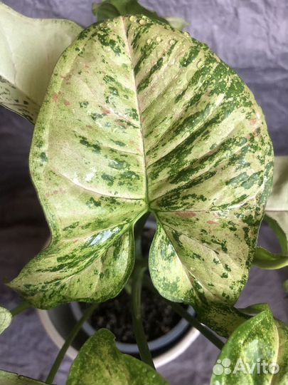 Сингониум взрослое растение