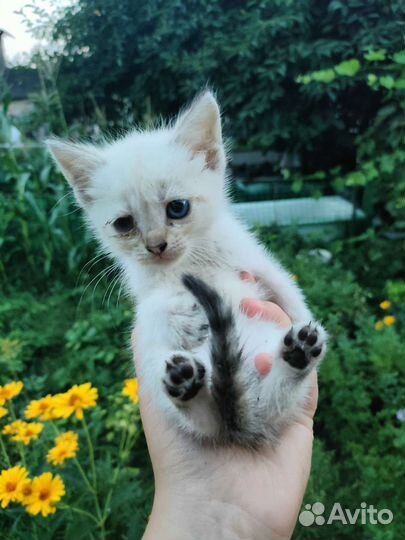 Кошка в дар бесплатно