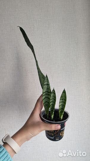 Сансевиерия тещин язык щучий хвост