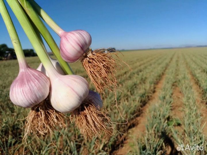 Чеснок на посадку