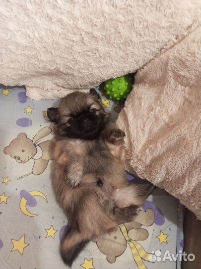 Щенки пекинеса