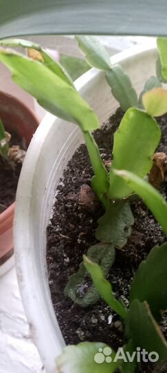 Декабрист шлюмбергера