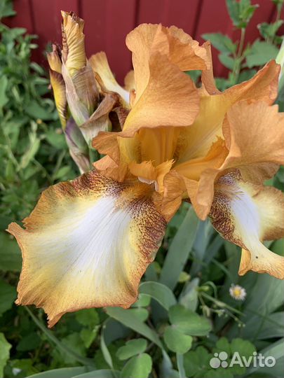 Ирисы бородатые сортовые
