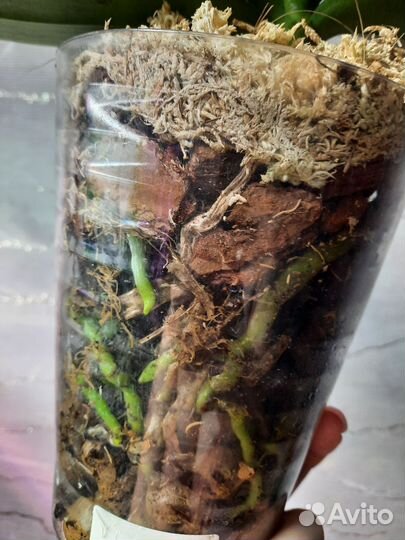 Орхидея фаленопсис 