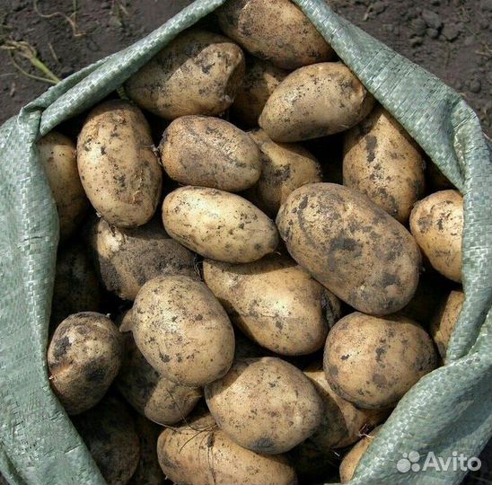Продам картофель