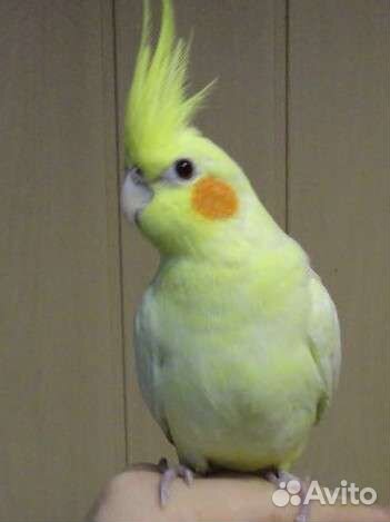 Попугай корелла птенцы