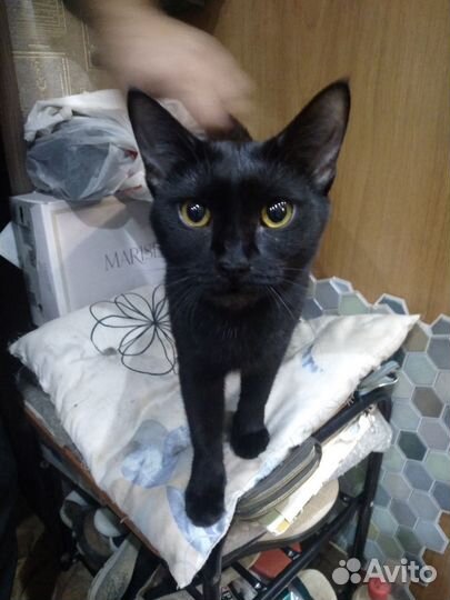 Кошка Багира